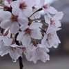 人知れず雨に濡れる