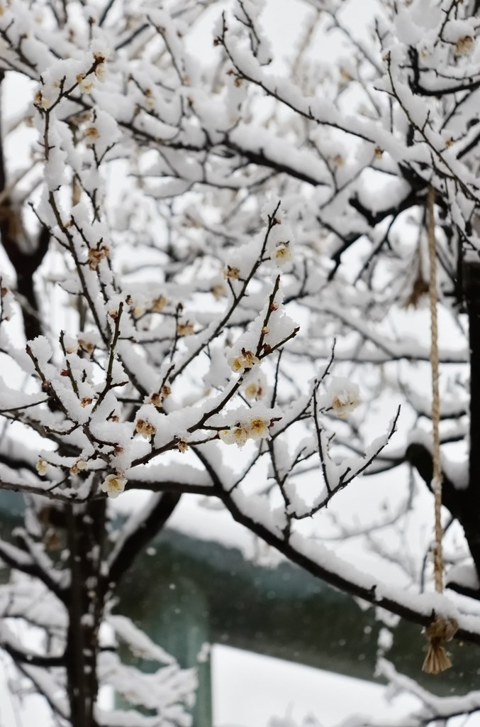 待ち日遠のく