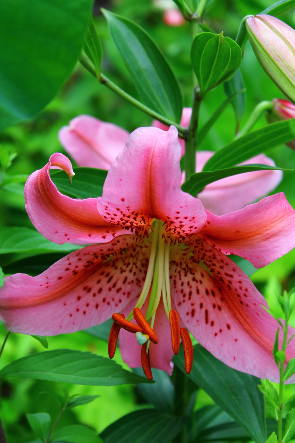 百合の花