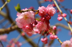 Cherry Blossoms