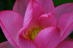 柔らかな花びら
