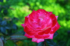 It rose picture of