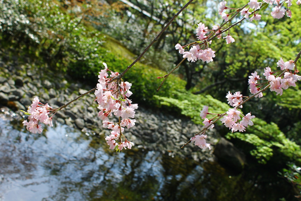 枝垂桜