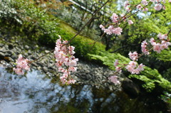 枝垂桜
