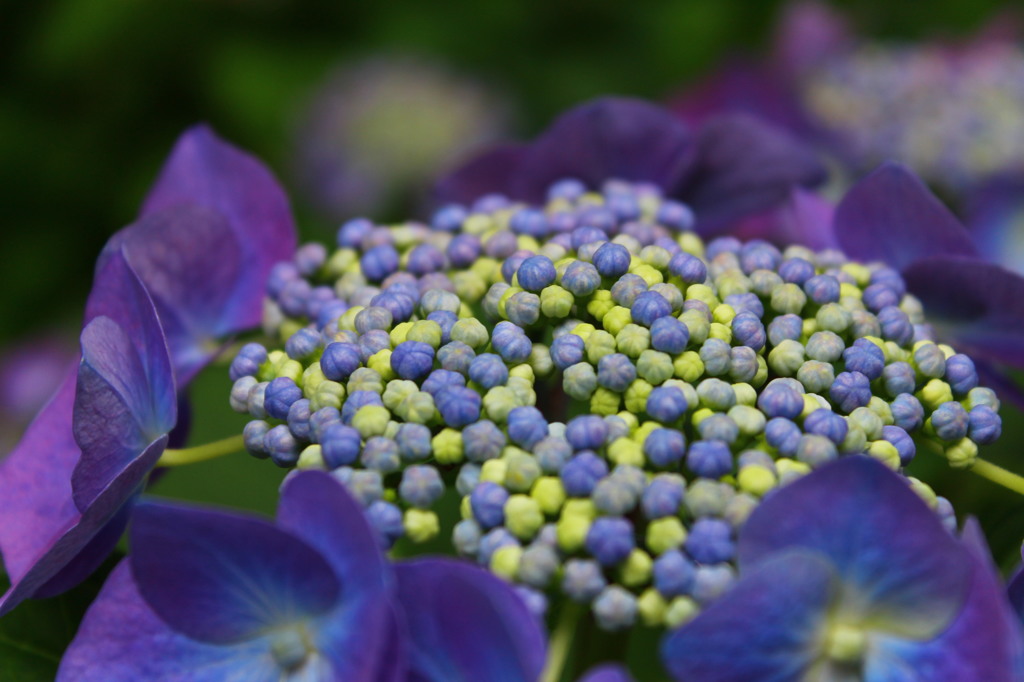 紫陽花