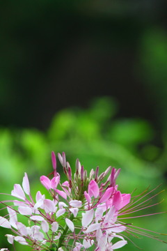 風蝶草