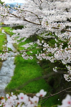 桜吹雪