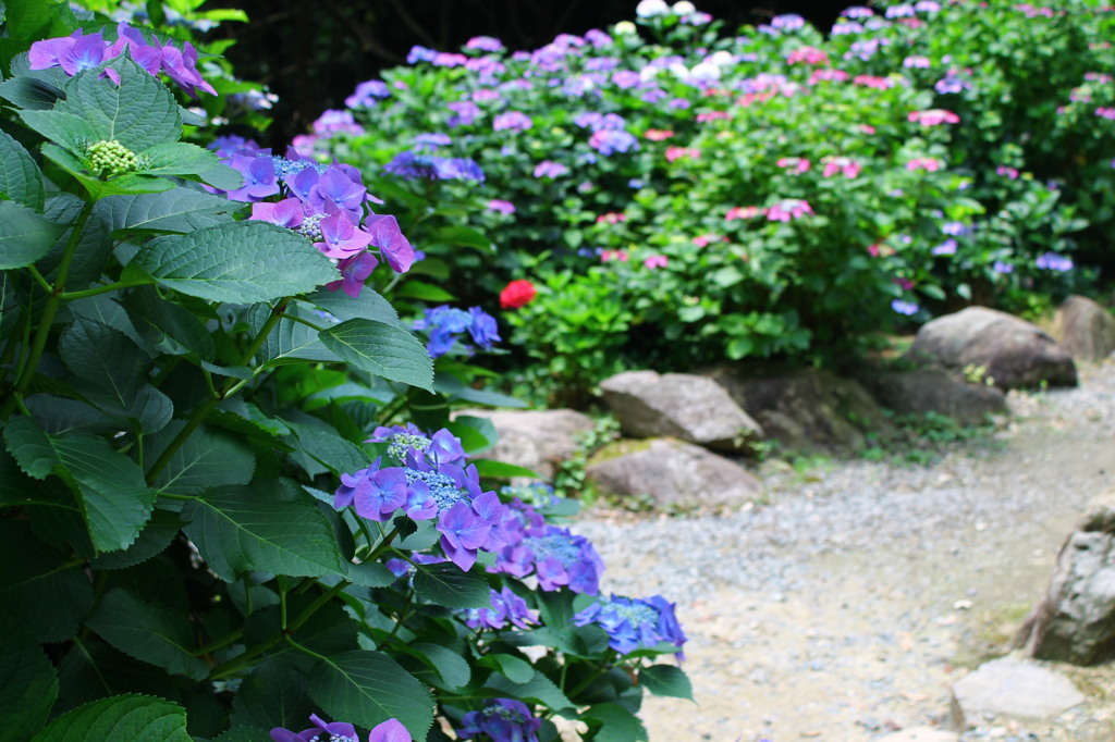 紫陽花小路