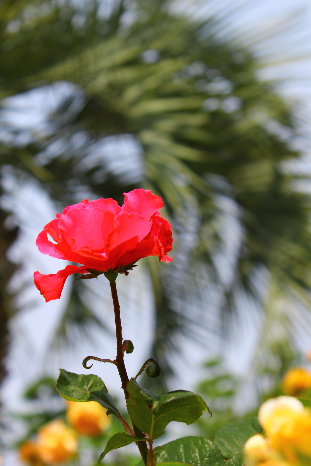 薔薇