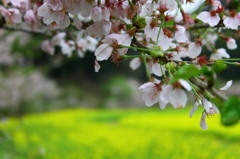 菜の花を眺めながら