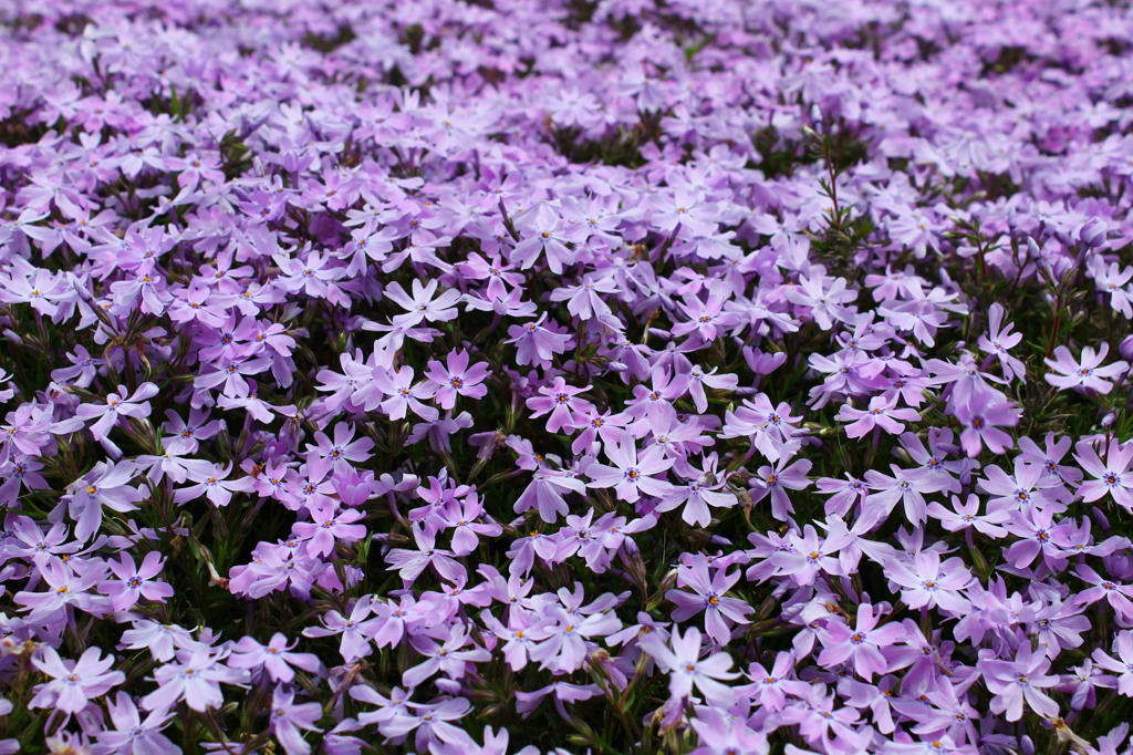 芝桜