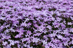 芝桜