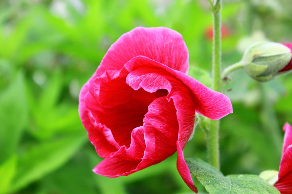 くるくる蕾