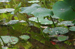 雨粒