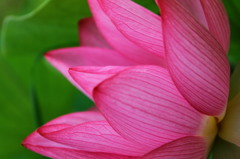 花びら