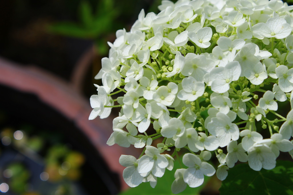 庭の紫陽花