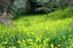 桜、舞うⅡ