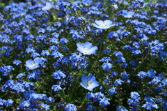 Ｂｌｕｅ