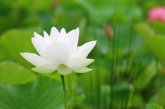 白花