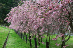 枝垂桜