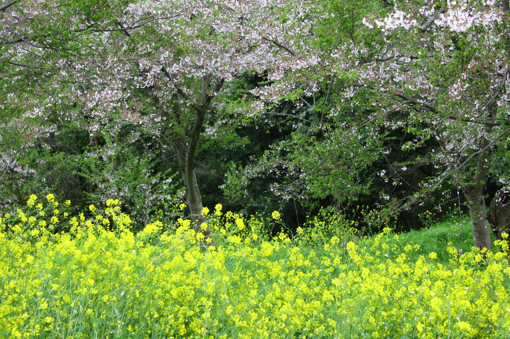桜、舞う