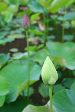 蕾