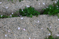 桜の花びら