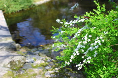 水辺に咲く花