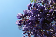藤の花