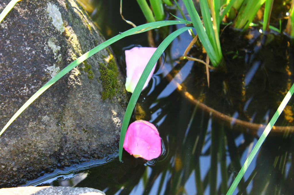 睡蓮の花びら