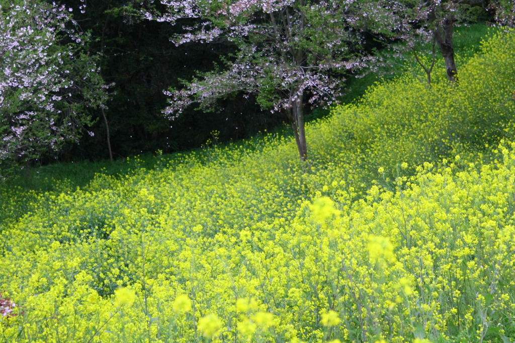 桜、舞うⅢ