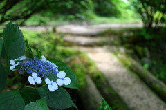 紫陽花橋