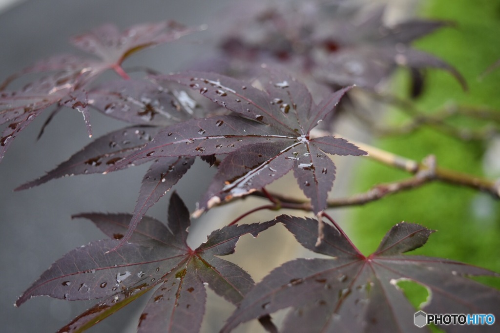 雨上がりの紅葉もどき