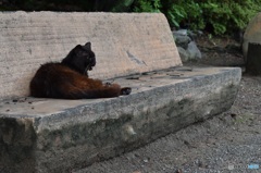 大垣公園のボス猫さん
