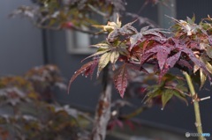晴れを待つ
