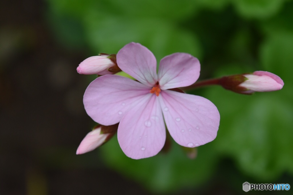 雨上がりの花