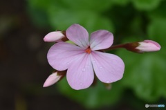 雨上がりの花