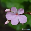 雨上がりの花