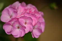 公園の花々