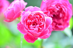 公園の花々
