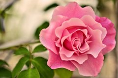 公園の花々