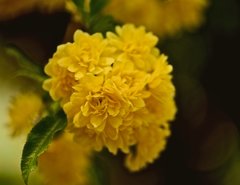 公園の花々