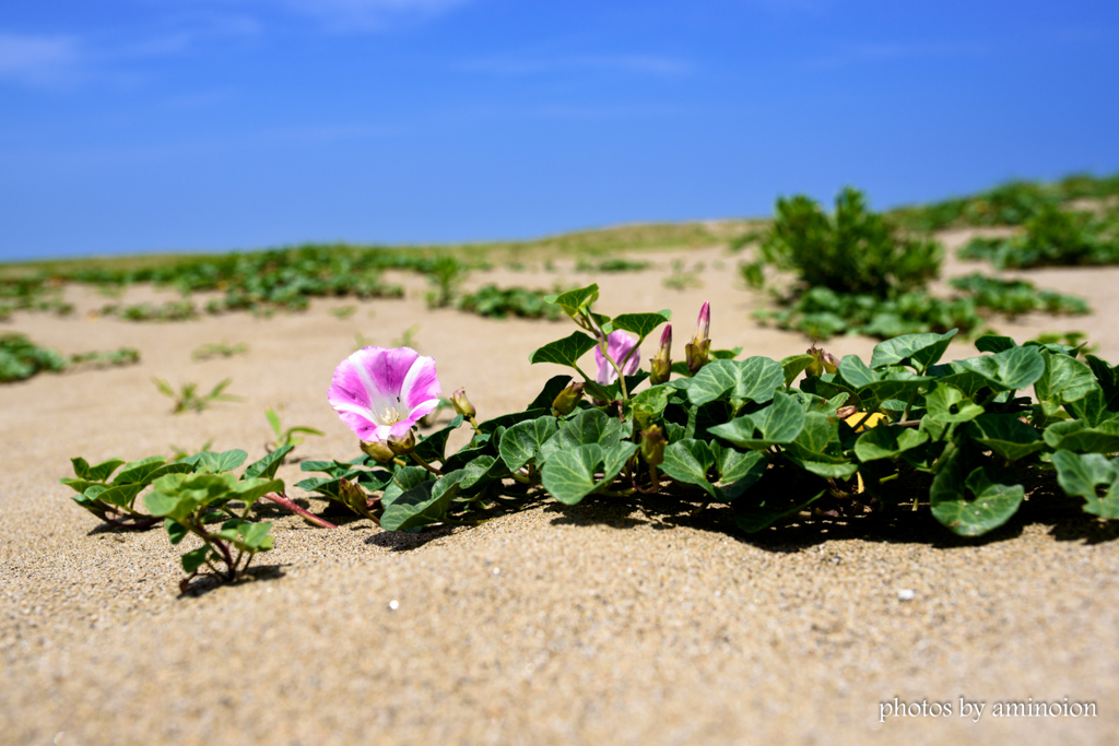 砂浜に咲いたのは