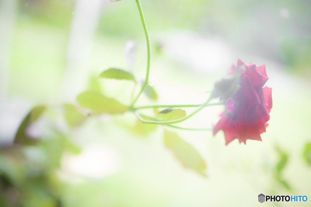 優しげな薔薇