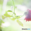 優しげな薔薇