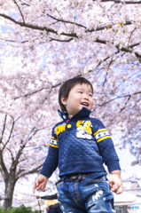 sakura1