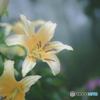 Rainy Lily