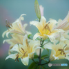 Rainy Lily