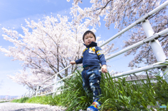 sakura2