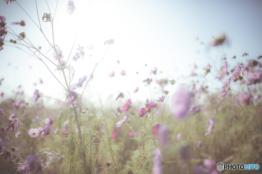 秋　桜
